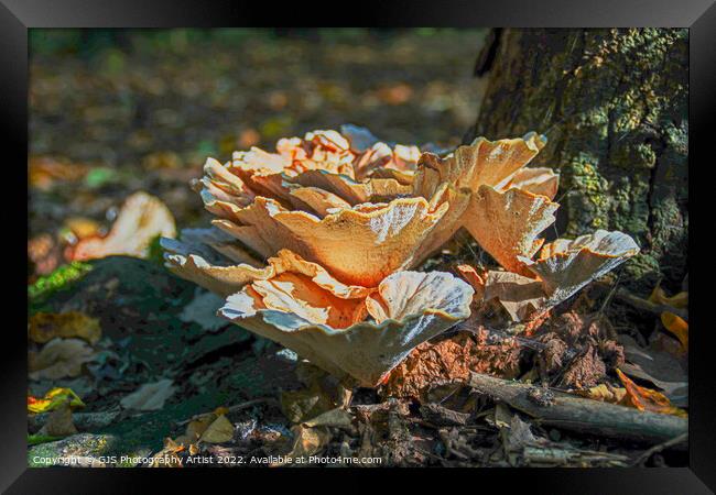 Ground Coral Not Framed Print by GJS Photography Artist