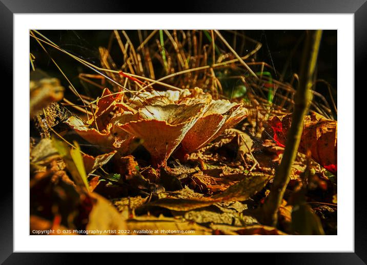 Majestic Autumn Fungus Framed Mounted Print by GJS Photography Artist