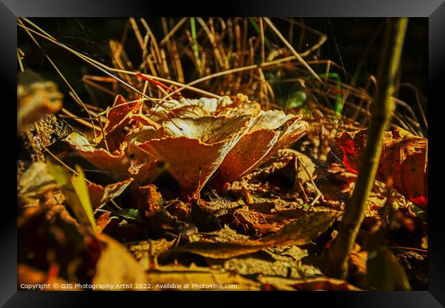 Majestic Autumn Fungus Framed Print by GJS Photography Artist