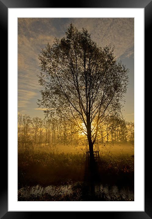 Morning mist through trees Framed Mounted Print by Pete Hemington
