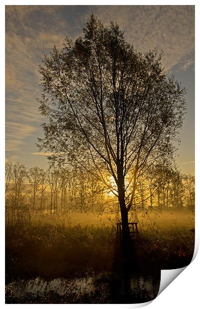 Morning mist through trees Print by Pete Hemington
