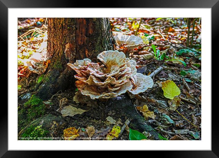 Not A Cabbage Framed Mounted Print by GJS Photography Artist