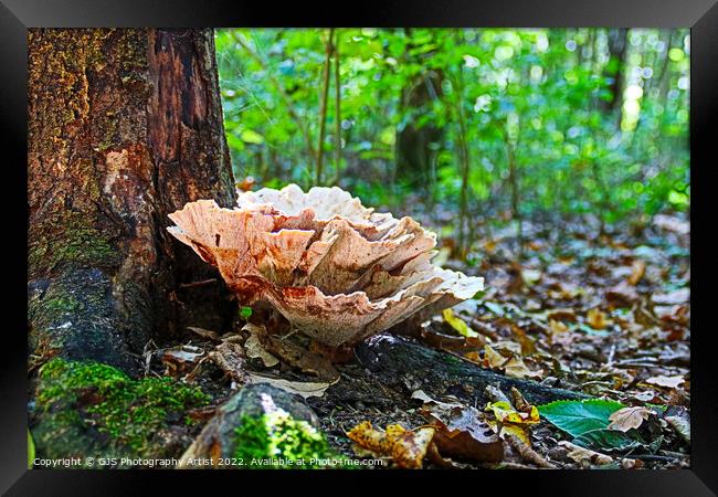 Woodland Cabbage  Framed Print by GJS Photography Artist