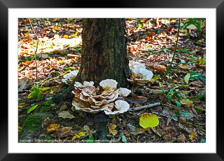 Majestic Autumn Fungi Framed Mounted Print by GJS Photography Artist