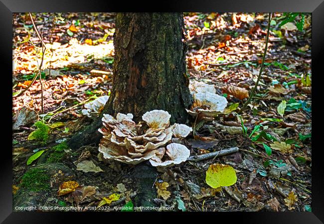 Majestic Autumn Fungi Framed Print by GJS Photography Artist