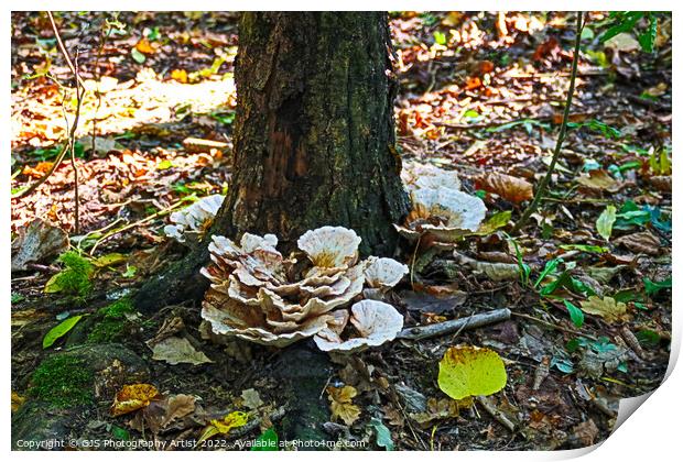 Majestic Autumn Fungi Print by GJS Photography Artist