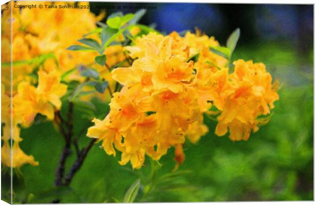 Yellow Rhododendron Flowers Canvas Print by Taina Sohlman