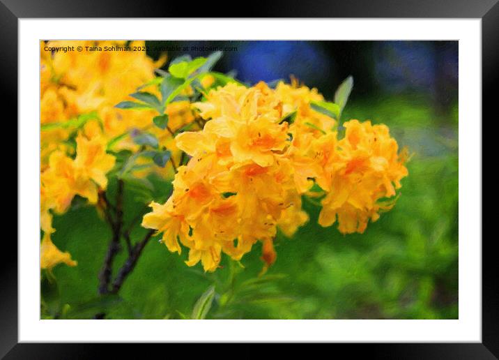 Yellow Rhododendron Flowers Framed Mounted Print by Taina Sohlman