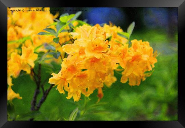 Yellow Rhododendron Flowers Framed Print by Taina Sohlman