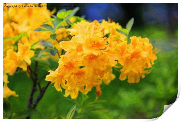 Yellow Rhododendron Flowers Print by Taina Sohlman
