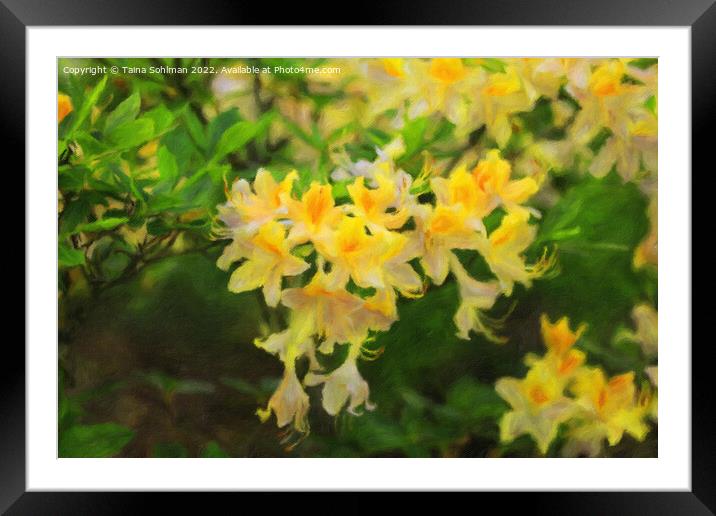 Yellow Rhododendron Flowers in the Park Framed Mounted Print by Taina Sohlman