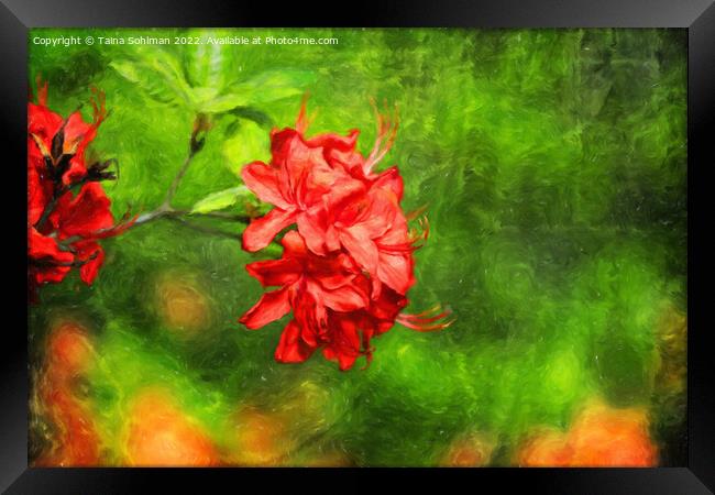 Red Rhododendron Flowers Digital Art Framed Print by Taina Sohlman