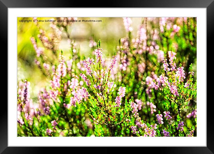 Sunlight on Blossoming Heather Digital Art Framed Mounted Print by Taina Sohlman