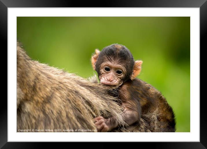 Barbary macaque Framed Mounted Print by Darren Wilkes