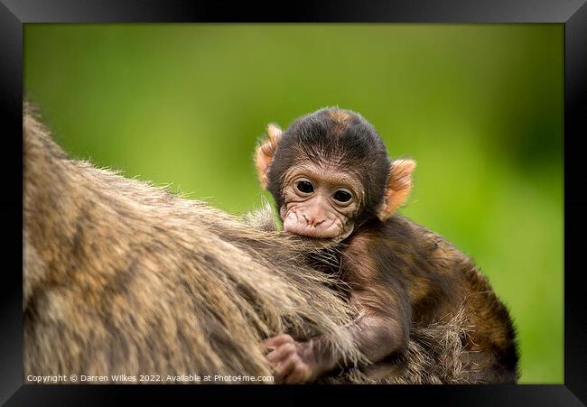 Barbary macaque Framed Print by Darren Wilkes
