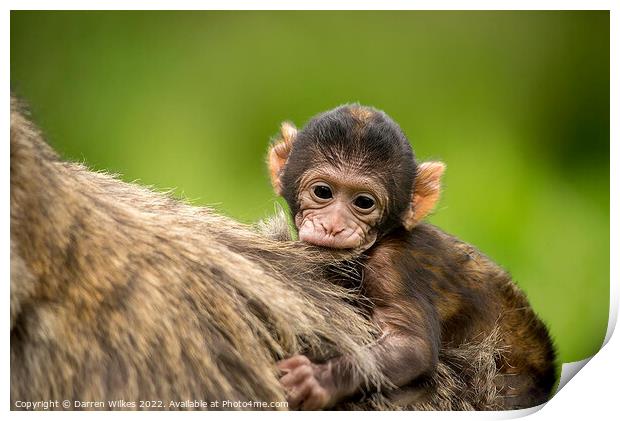 Barbary macaque Print by Darren Wilkes