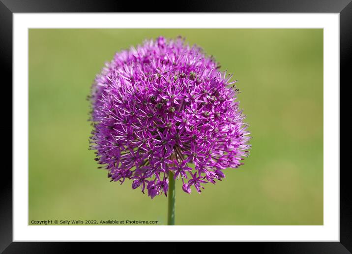 The head of a mauve Alium Framed Mounted Print by Sally Wallis