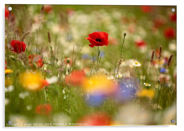 Poppies Acrylic by Simon Johnson