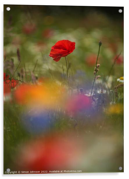 poppy flower Acrylic by Simon Johnson
