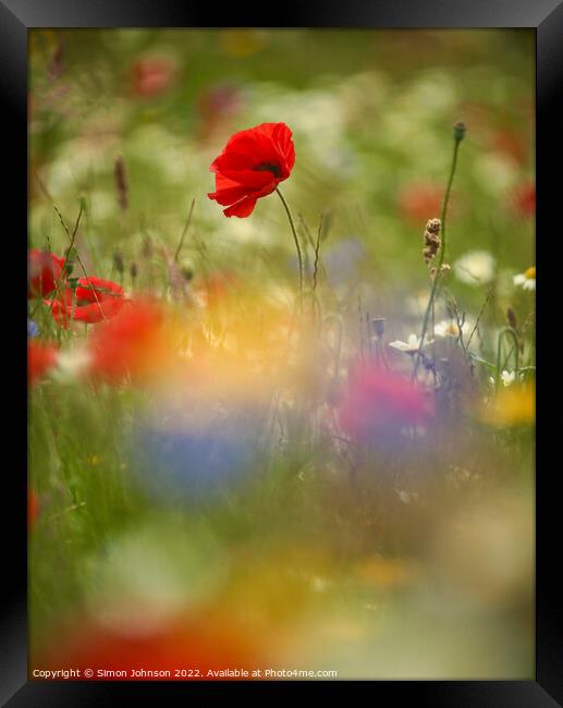 Poppy flower Framed Print by Simon Johnson