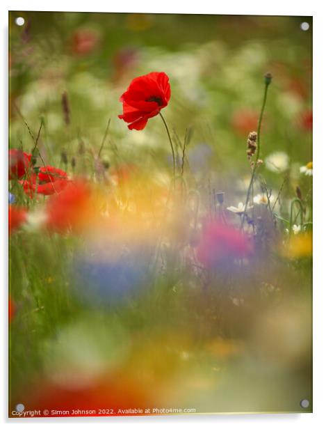 Poppy flower Acrylic by Simon Johnson