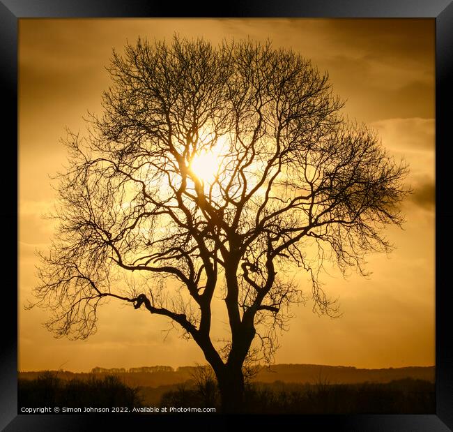 tree silhouette  Framed Print by Simon Johnson