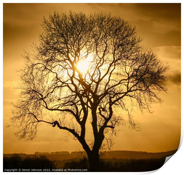 tree silhouette  Print by Simon Johnson