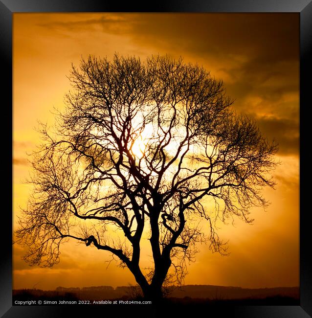  Tree silhouette Framed Print by Simon Johnson