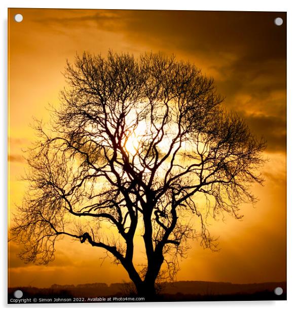  Tree silhouette Acrylic by Simon Johnson