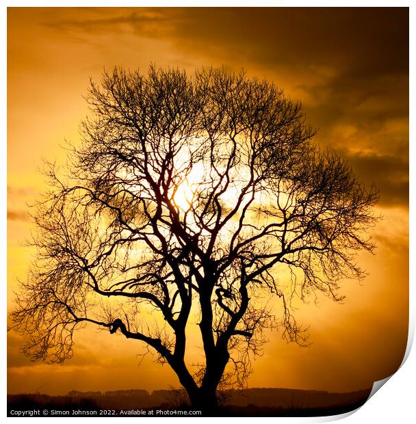  Tree silhouette Print by Simon Johnson