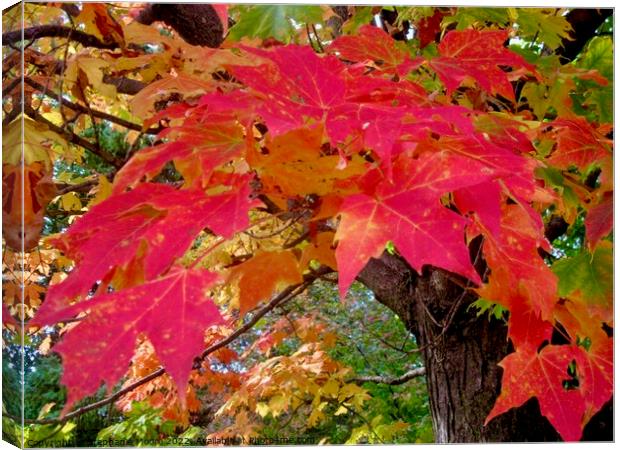 Red Maple Leaves Canvas Print by Stephanie Moore
