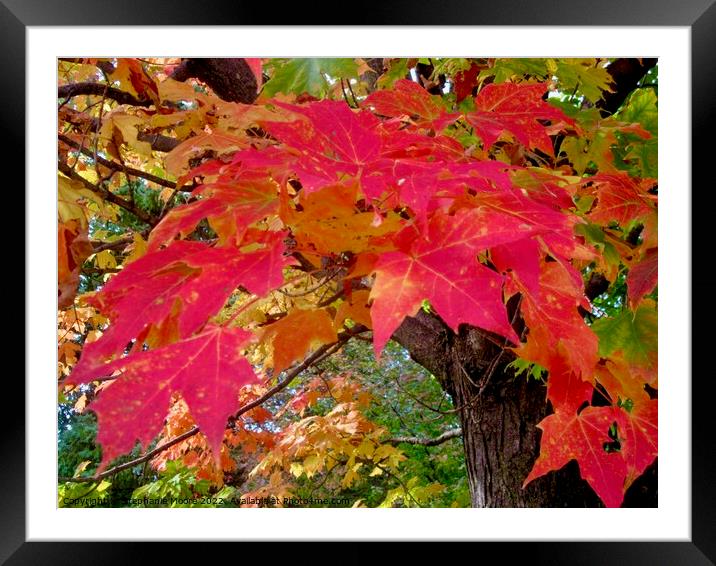Red Maple Leaves Framed Mounted Print by Stephanie Moore
