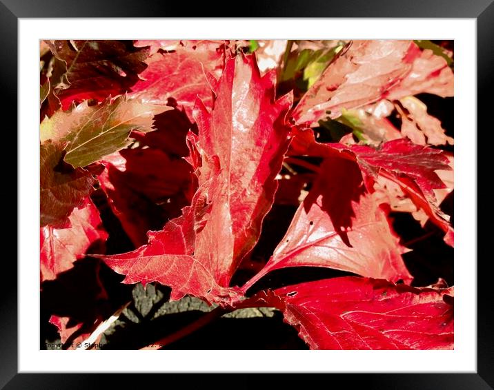 Red Oak Leaves Framed Mounted Print by Stephanie Moore