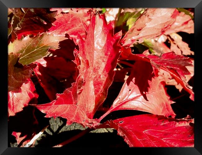 Red Oak Leaves Framed Print by Stephanie Moore