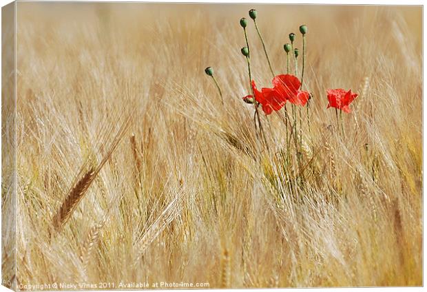 Corn Poppies Canvas Print by Nicky Vines
