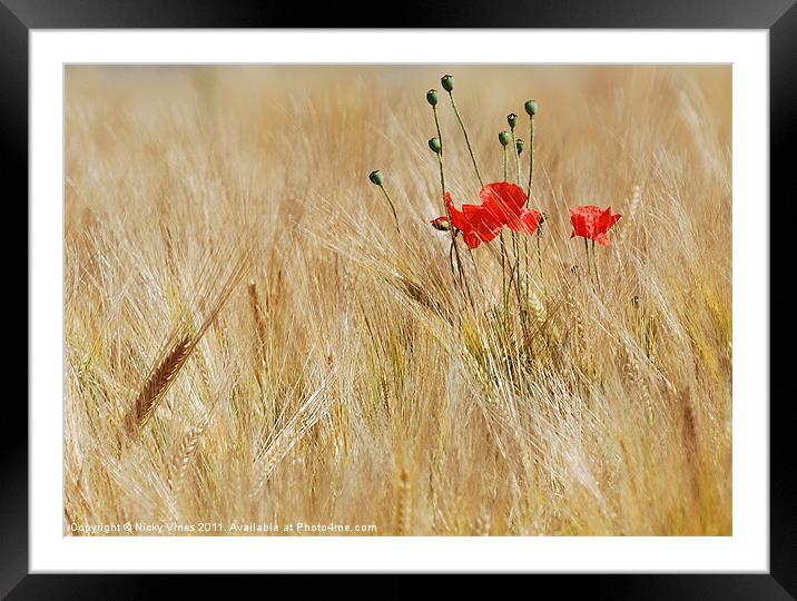 Corn Poppies Framed Mounted Print by Nicky Vines