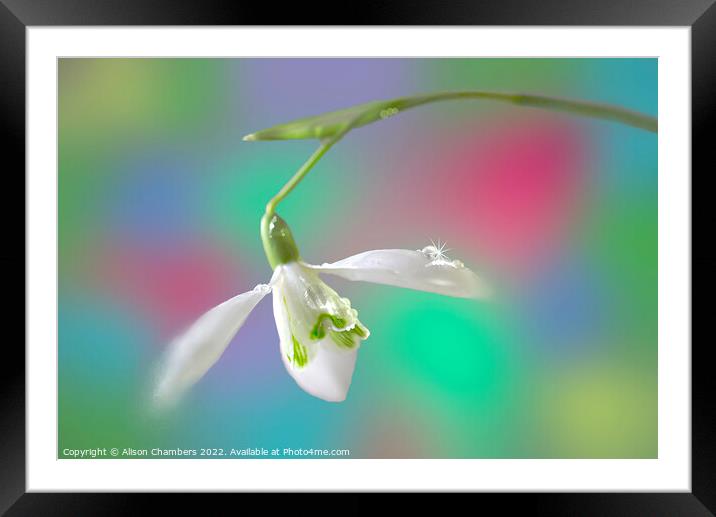Snowdrop  Framed Mounted Print by Alison Chambers