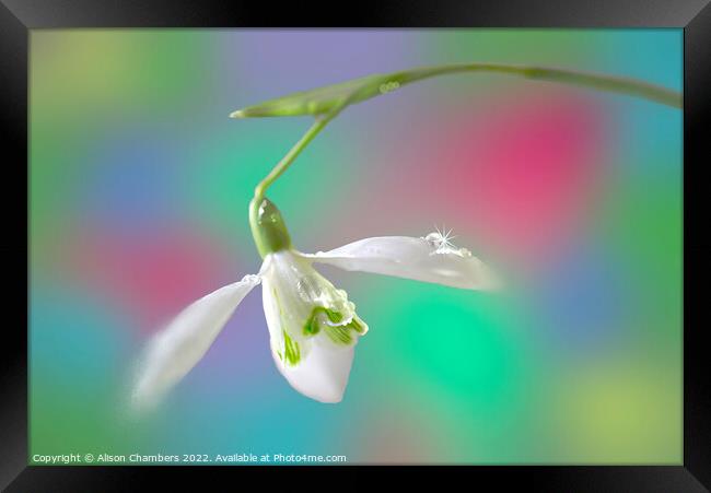 Snowdrop  Framed Print by Alison Chambers