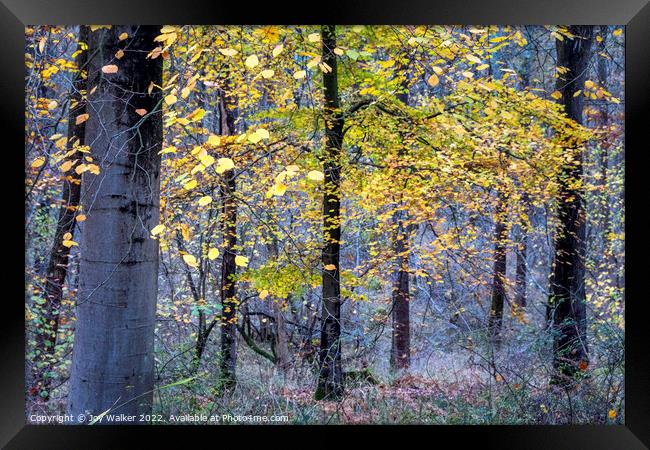 Autumn woodland Framed Print by Joy Walker