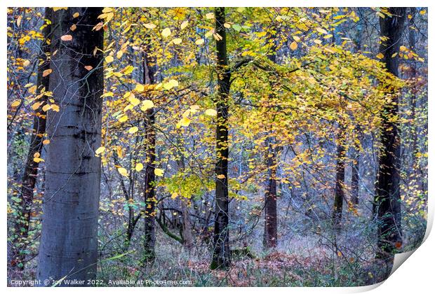 Autumn woodland Print by Joy Walker