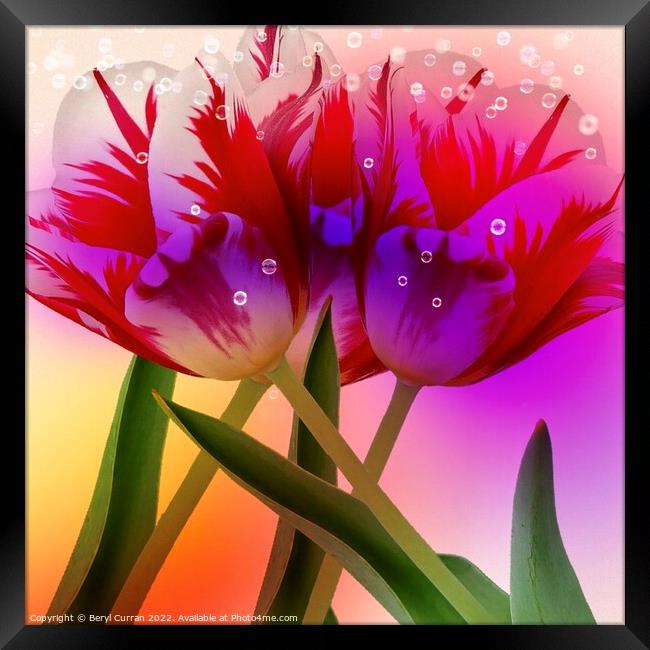 Bursting Blooms Framed Print by Beryl Curran