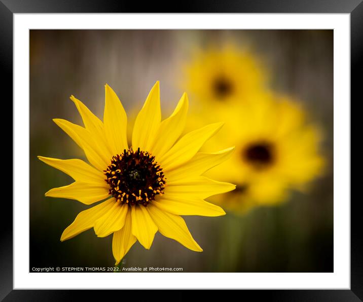 Yellow Wild Sunflower Close-up Framed Mounted Print by STEPHEN THOMAS