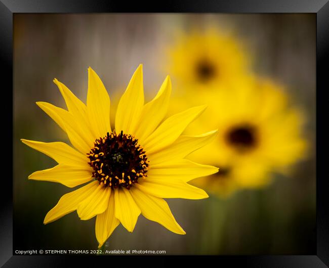 Yellow Wild Sunflower Close-up Framed Print by STEPHEN THOMAS