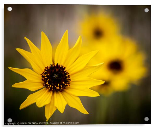 Yellow Wild Sunflower Close-up Acrylic by STEPHEN THOMAS