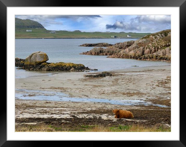 lonely highland cow argyll and bute Framed Mounted Print by dale rys (LP)