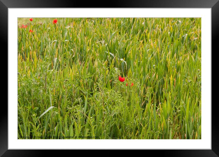 Emerging Poppies Framed Mounted Print by Sally Wallis