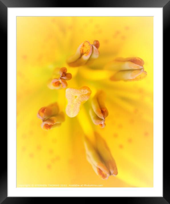 Yellow Lily - stigma and antlers Framed Mounted Print by STEPHEN THOMAS