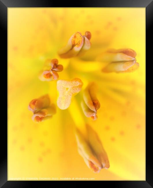 Yellow Lily - stigma and antlers Framed Print by STEPHEN THOMAS