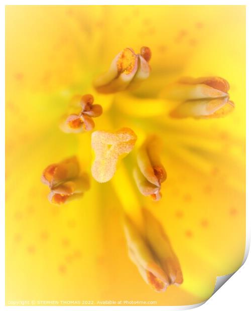 Yellow Lily - stigma and antlers Print by STEPHEN THOMAS