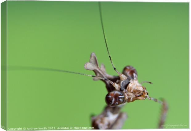 Cryptic mantis Canvas Print by Andrew Worth